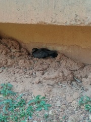 Columba livia domestica