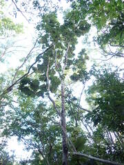 Coccoloba pubescens