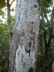 Coccoloba pubescens