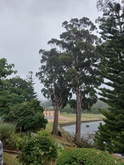 Eucalyptus globulus globulus