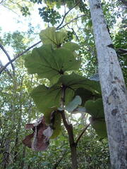 Coccoloba pubescens