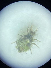 Pseudomallada