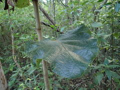 Coccoloba pubescens