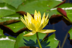 Nymphaea