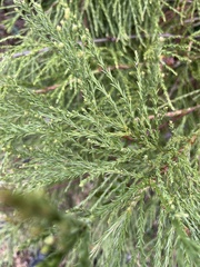 Sequoiadendron