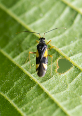 Dryophilocoris flavoquadrimaculatus