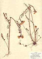 Cardamine dentata