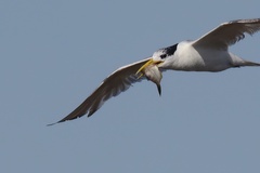 Monacanthidae