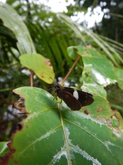 Notocrypta waigensis