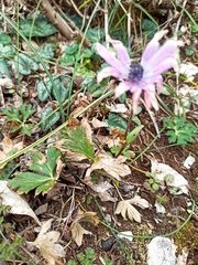 Anemone hortensis