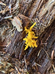 Clavulinopsis corniculata