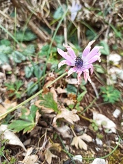 Anemone hortensis