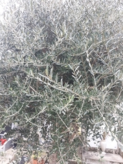 Olea europaea
