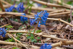 Corydalis ambigua