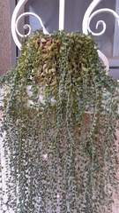 Curio rowleyanus