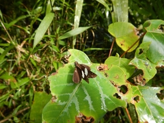 Notocrypta waigensis