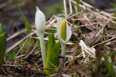Lysichiton camtschatcensis