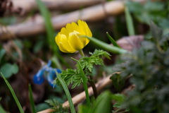 Adonis amurensis