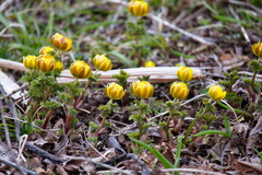 Adonis amurensis