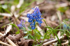 Corydalis ambigua