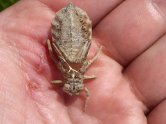 Lindenia tetraphylla