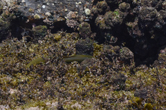 Gymnothorax prasinus