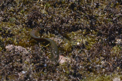 Gymnothorax prasinus