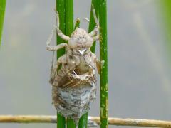 Lindenia tetraphylla