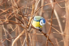 Cyanistes caeruleus