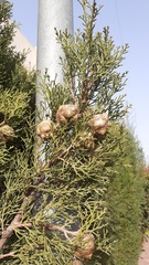 Cupressus sempervirens