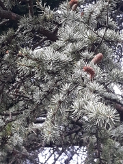Cedrus atlantica
