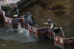 Phalacrocorax carbo hanedae