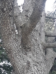 Cedrus atlantica