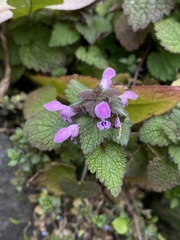 Lamium purpureum
