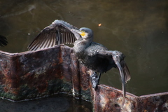 Phalacrocorax carbo hanedae
