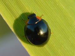 Parexochomus nigromaculatus