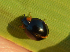 Parexochomus nigromaculatus