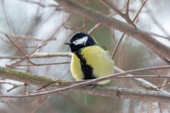 Parus major