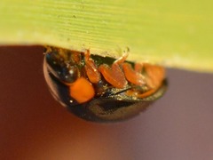 Parexochomus nigromaculatus