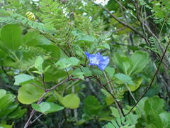 Jacquemontia pentanthos