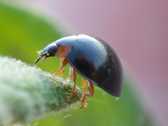 Parexochomus nigromaculatus