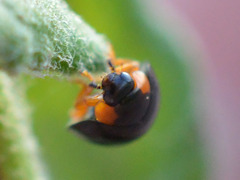 Parexochomus nigromaculatus