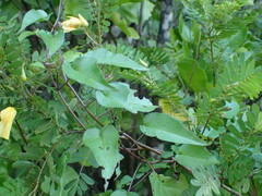 Jacquemontia pentanthos