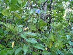 Jacquemontia pentanthos