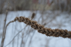 Leonurus quinquelobatus