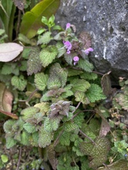 Lamium purpureum