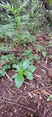Talinum paniculatum