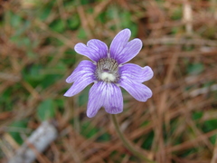 Pinguicula caerulea