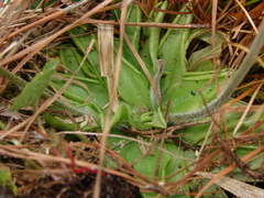 Pinguicula caerulea