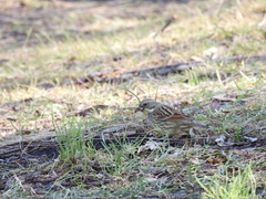 Emberiza personata